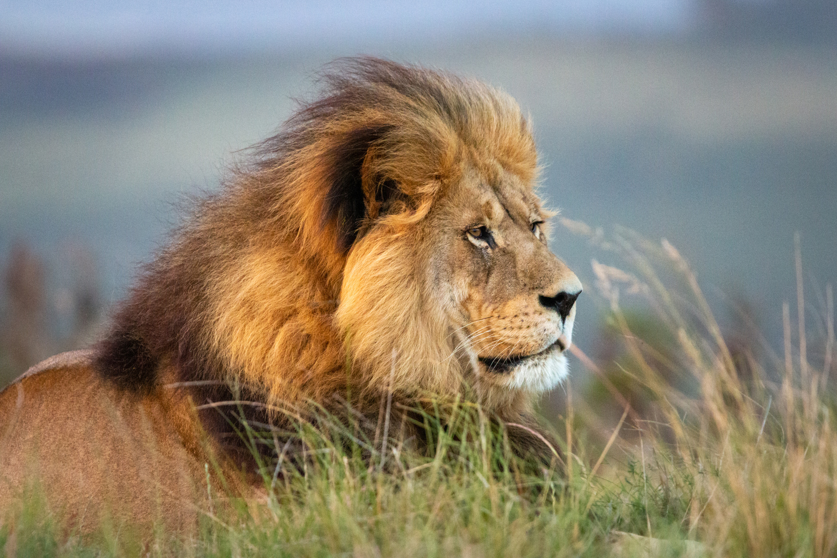 Male lion on safari in South Africa